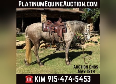 American Quarter Horse, Ruin, 7 Jaar, 163 cm, Schimmel