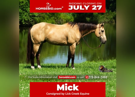 American Quarter Horse, Ruin, 7 Jaar, Buckskin