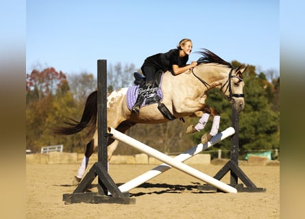 American Quarter Horse Mix, Ruin, 7 Jaar, Buckskin