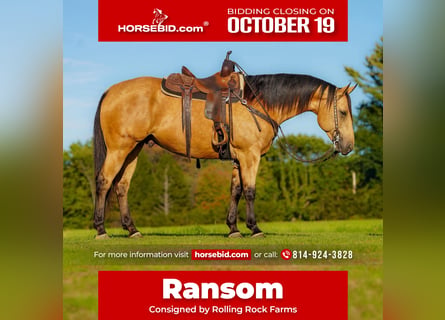 American Quarter Horse, Ruin, 7 Jaar, Buckskin