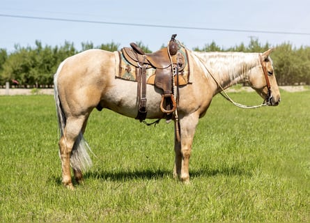 American Quarter Horse, Ruin, 7 Jaar, Palomino