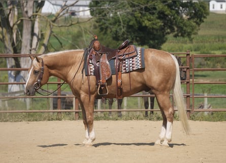 American Quarter Horse, Ruin, 7 Jaar, Palomino
