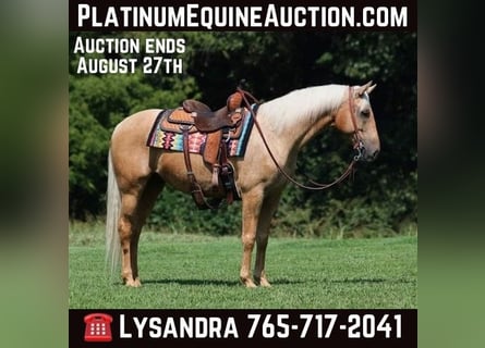 American Quarter Horse, Ruin, 7 Jaar, Palomino