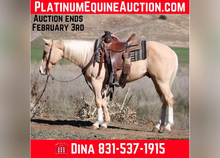 American Quarter Horse, Ruin, 7 Jaar, Palomino