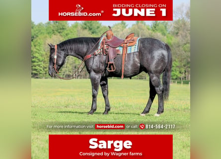 American Quarter Horse, Ruin, 7 Jaar, Roan-Blue