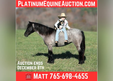 American Quarter Horse, Ruin, 7 Jaar, Roan-Blue