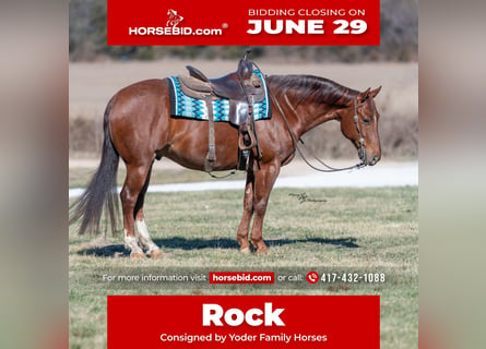 American Quarter Horse, Ruin, 7 Jaar, Roan-Red