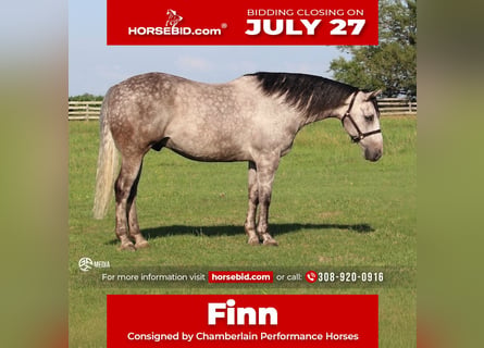 American Quarter Horse, Ruin, 7 Jaar, Schimmel