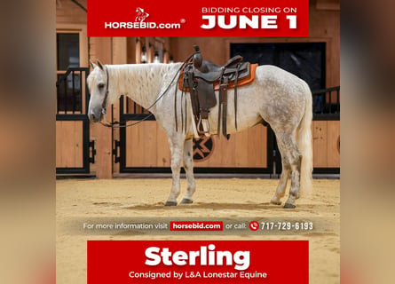 American Quarter Horse, Ruin, 7 Jaar, Schimmel