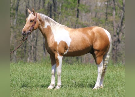 American Quarter Horse, Ruin, 7 Jaar, Tobiano-alle-kleuren