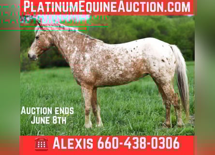 American Quarter Horse, Ruin, 8 Jaar, 122 cm, Roan-Bay