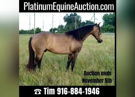American Quarter Horse, Ruin, 8 Jaar, 132 cm, Buckskin