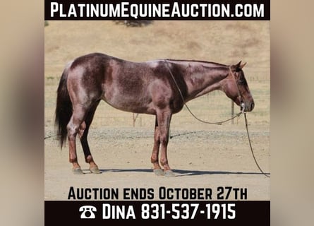 American Quarter Horse, Ruin, 8 Jaar, 142 cm, Roan-Red