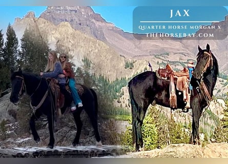 American Quarter Horse Mix, Ruin, 8 Jaar, 145 cm, Zwart