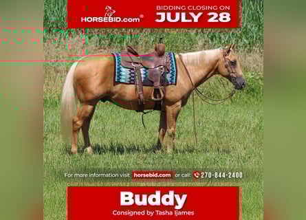 American Quarter Horse, Ruin, 8 Jaar, 147 cm, Palomino