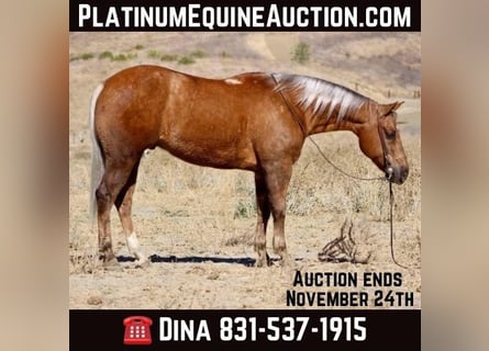 American Quarter Horse, Ruin, 8 Jaar, 147 cm, Palomino