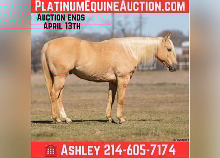 American Quarter Horse, Ruin, 8 Jaar, 147 cm, Palomino
