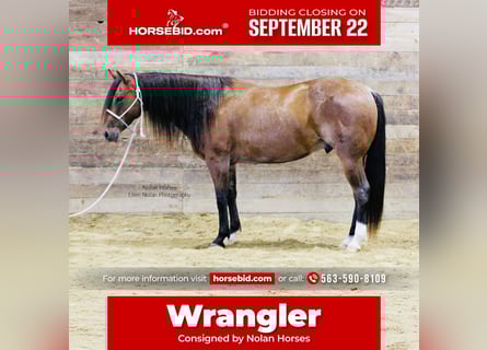 American Quarter Horse, Ruin, 8 Jaar, 147 cm, Roan-Red