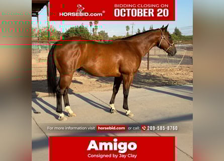 American Quarter Horse, Ruin, 8 Jaar, 147 cm, Roodbruin