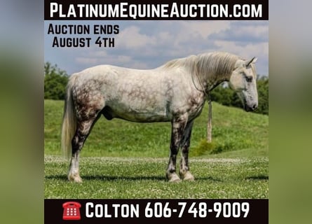 American Quarter Horse, Ruin, 8 Jaar, 147 cm, Schimmel