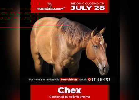 American Quarter Horse, Ruin, 8 Jaar, 150 cm, Bruin