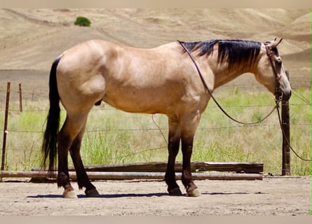 American Quarter Horse, Ruin, 8 Jaar, 150 cm, Buckskin