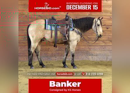 American Quarter Horse, Ruin, 8 Jaar, 150 cm, Buckskin