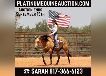 American Quarter Horse, Ruin, 8 Jaar, 150 cm, Buckskin