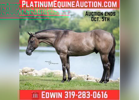 American Quarter Horse, Ruin, 8 Jaar, 150 cm, Grullo