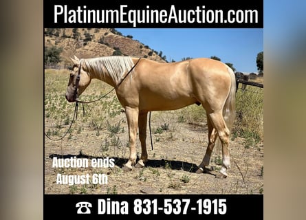 American Quarter Horse, Ruin, 8 Jaar, 150 cm, Palomino