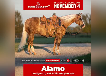 American Quarter Horse, Ruin, 8 Jaar, 150 cm, Palomino