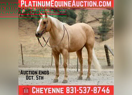 American Quarter Horse, Ruin, 8 Jaar, 150 cm, Palomino