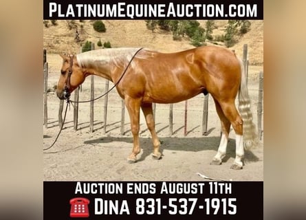 American Quarter Horse, Wallach, 8 Jahre, 150 cm, Palomino