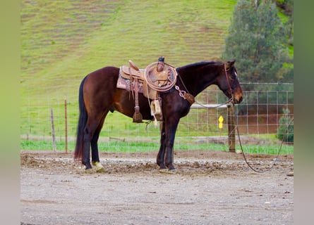 American Quarter Horse, Ruin, 8 Jaar, 150 cm, Roodbruin