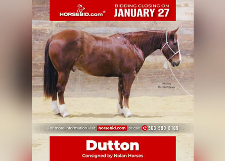 American Quarter Horse, Ruin, 8 Jaar, 150 cm, Roodvos