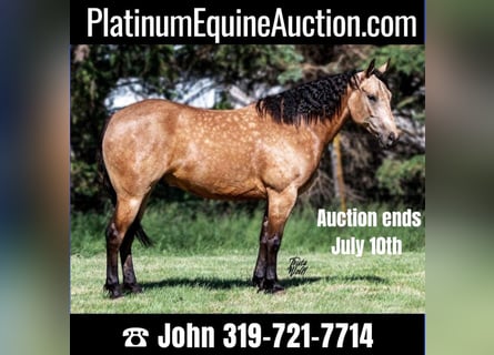 American Quarter Horse, Ruin, 8 Jaar, 152 cm, Buckskin