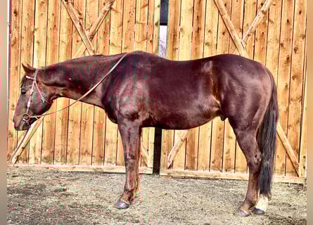 American Quarter Horse, Ruin, 8 Jaar, 152 cm, Donkere-vos