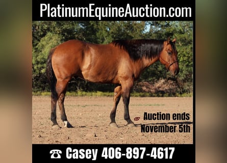 American Quarter Horse, Ruin, 8 Jaar, 152 cm, Falbe