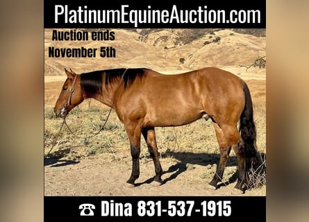 American Quarter Horse, Ruin, 8 Jaar, 152 cm, Falbe
