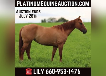 American Quarter Horse, Ruin, 8 Jaar, 152 cm, Falbe