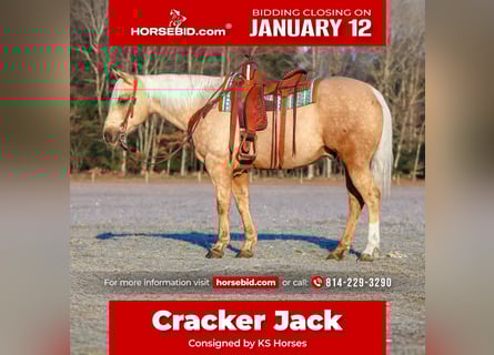 American Quarter Horse, Ruin, 8 Jaar, 152 cm, Palomino