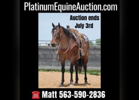 American Quarter Horse, Ruin, 8 Jaar, 152 cm, Roan-Bay