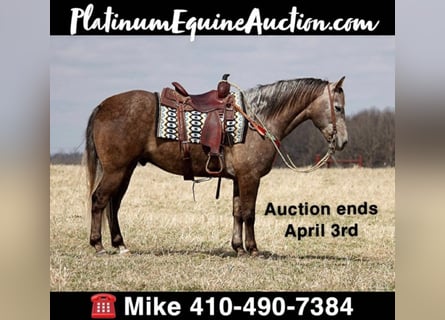 American Quarter Horse, Ruin, 8 Jaar, 152 cm, Schimmel
