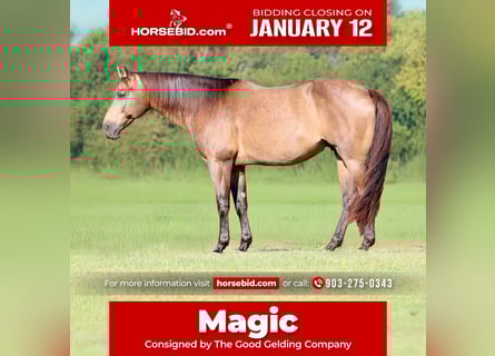 American Quarter Horse, Ruin, 8 Jaar, 155 cm, Buckskin