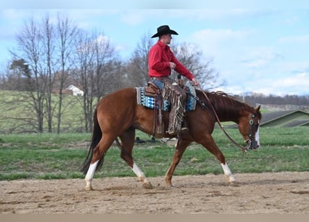 American Quarter Horse, Ruin, 8 Jaar, 155 cm, Donkere-vos