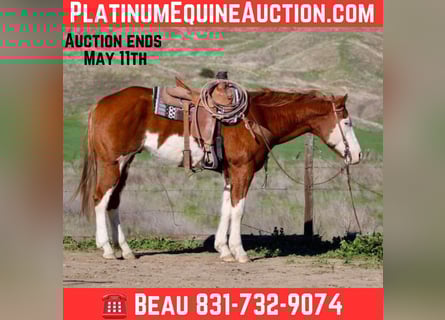 American Quarter Horse, Ruin, 8 Jaar, 155 cm, Overo-alle-kleuren