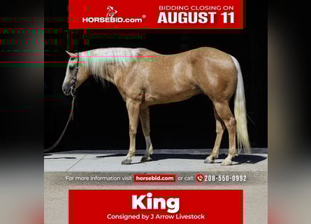 American Quarter Horse, Ruin, 8 Jaar, 155 cm, Palomino