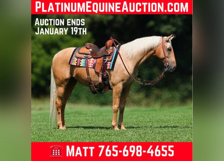 American Quarter Horse, Ruin, 8 Jaar, 155 cm, Palomino