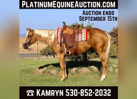 American Quarter Horse, Ruin, 8 Jaar, 155 cm, Palomino