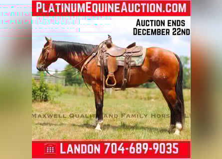 American Quarter Horse, Ruin, 8 Jaar, 155 cm, Roodbruin